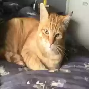 lost male cat ernie