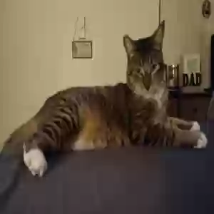lost male cat neil