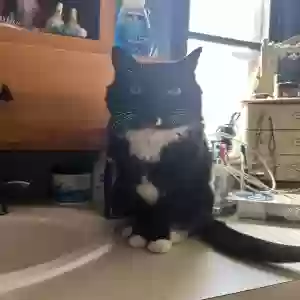 lost female cat kitkat