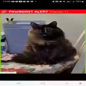 lost female cat wobbles (addie)