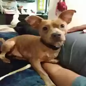 lost male dog rex