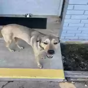 found male dog unknown