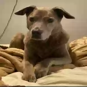 lost female dog zeddy