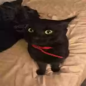lost male cat puma