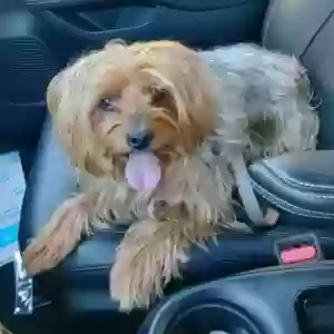 lost male dog jackson