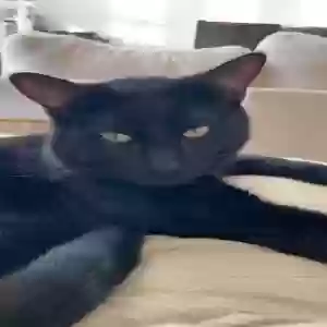 lost male cat bear