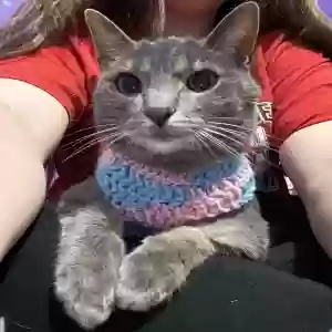 lost female cat sunny
