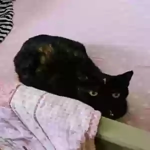 lost female cat shakira