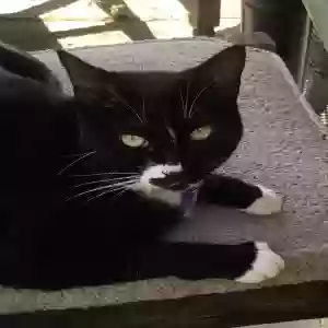 lost female cat lizzy