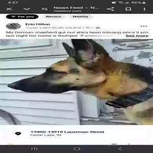 lost female dog thumper