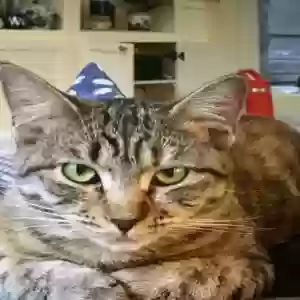 lost female cat jingles