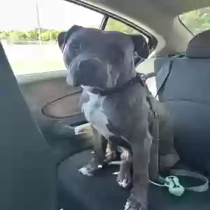 lost male dog bean