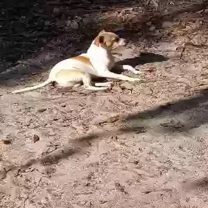 lost male dog widdles