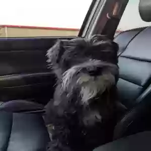lost male dog grim