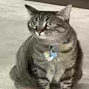 lost female cat moxie