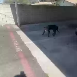 lost male dog unknown