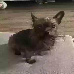 lost male dog doky