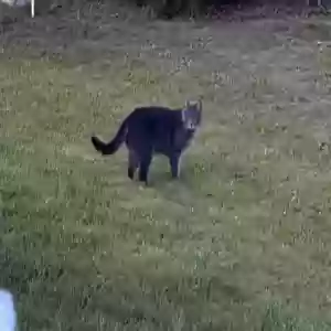 lost female cat baby cat