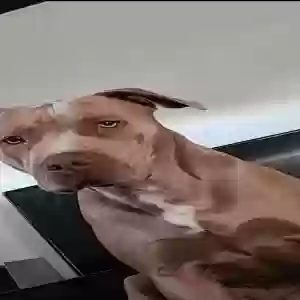 lost female dog luna