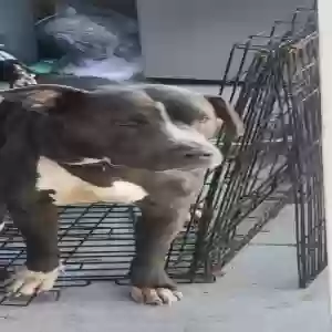 lost male dog odyssey