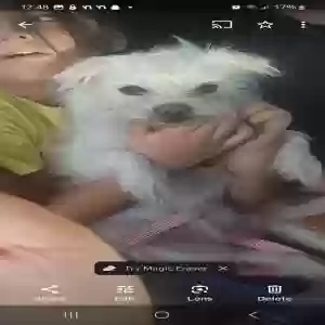 lost female dog pink potato