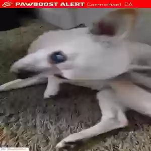 lost female dog chula