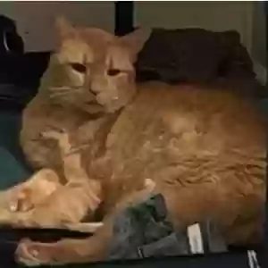 lost male cat sami