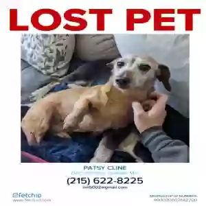 lost female dog patsy