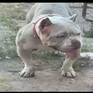 lost female dog nini