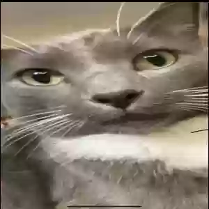 lost male cat milo yao ming