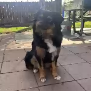 lost female dog nala
