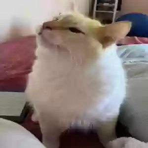 lost male cat mo