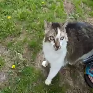 lost male cat mitis
