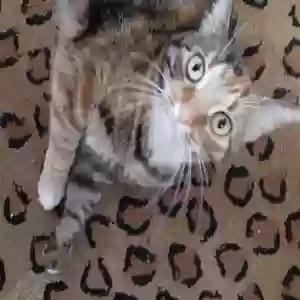 lost female cat millicent