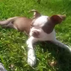 lost male dog frank