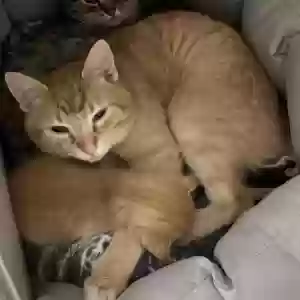 lost male cat rijiy