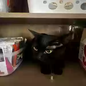 lost female cat luna