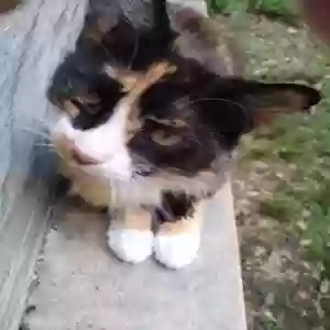 lost female cat mattie