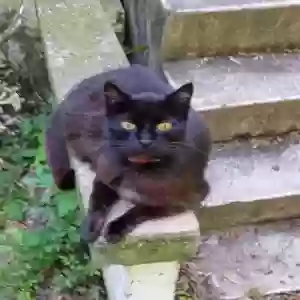 lost female cat honeybabe