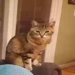 lost male cat l.d. (also answers to kittyboy)