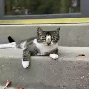 lost male cat paparazzi