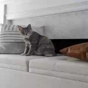 lost female cat ollie
