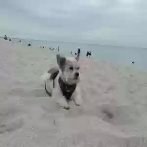 lost male dog ronny