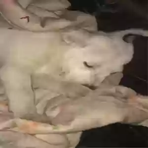 lost male dog remi