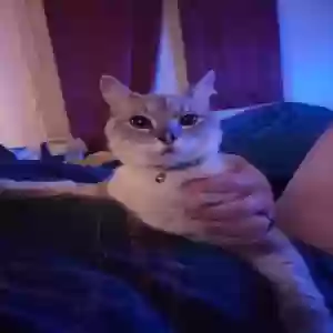 lost male cat kc