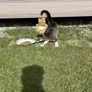 found unknown cat unknown