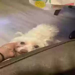 lost male dog bobby