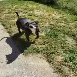 lost female dog diamond bacon