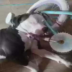 lost male dog ixpol