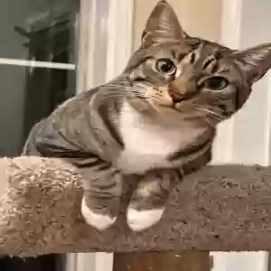 lost female cat gracie